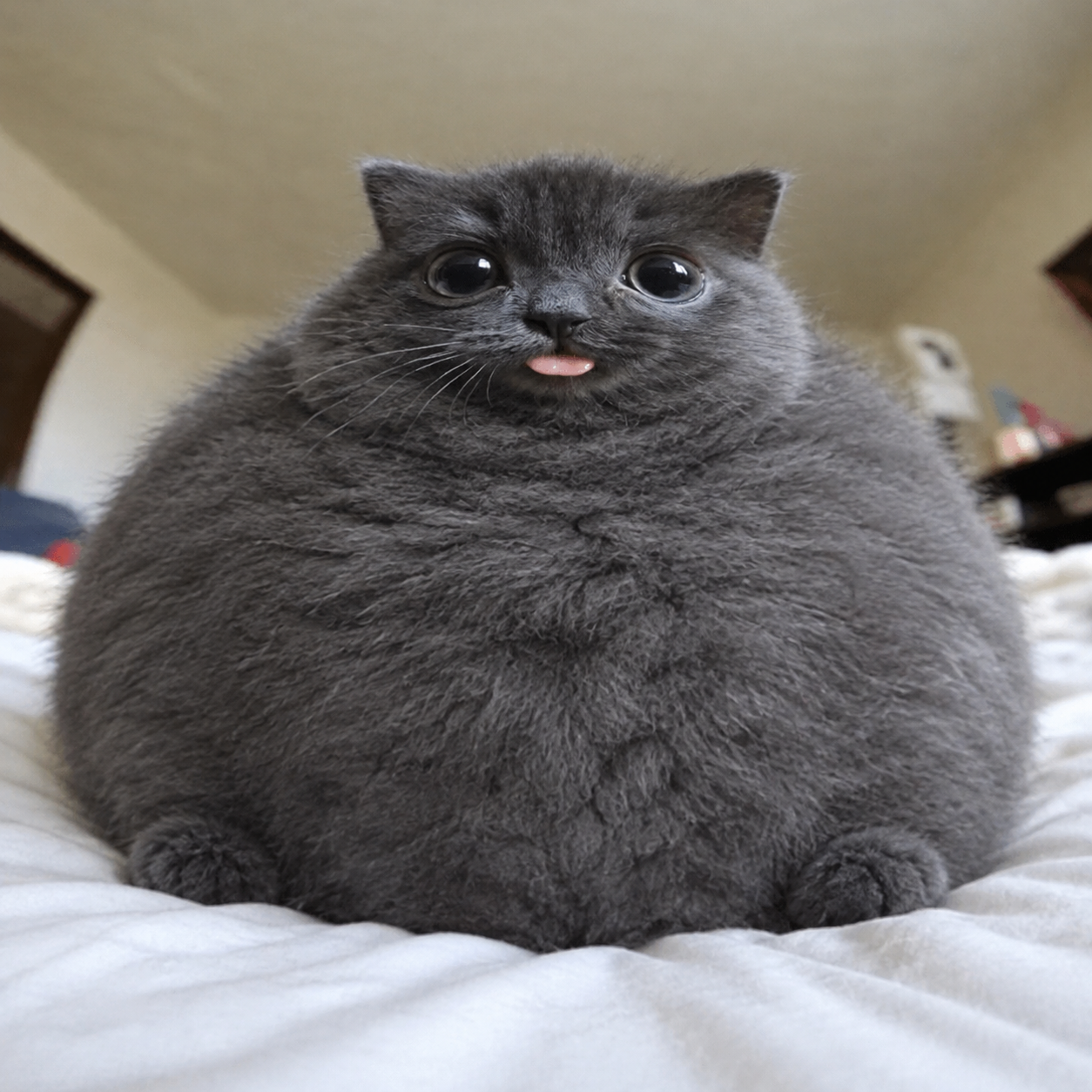 FPS Decreaser cat