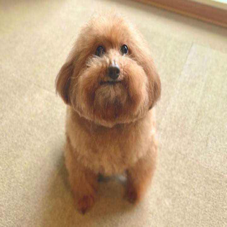 LarpAPI dog
